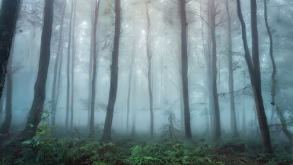 Obraz premium Misty morning in a dense foggy forest, with ethereal mist enveloping the trees and creating an atmosphere of mystery