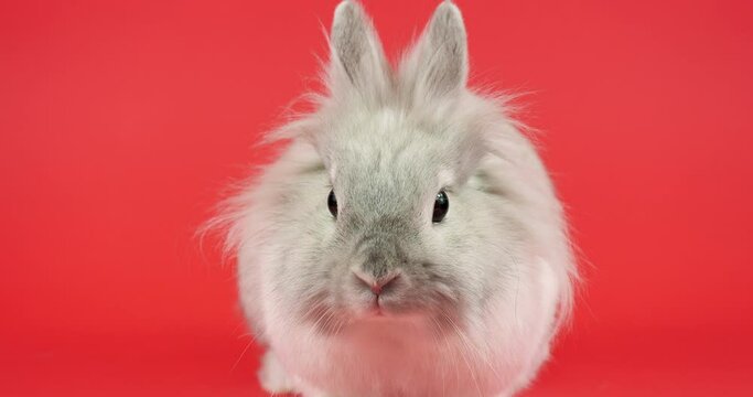 Decorative Domestic Rabbit Sits on a Red Background. Adorable Little Bunny Looks Around. Healthy Animals and Pets Concept. Easter