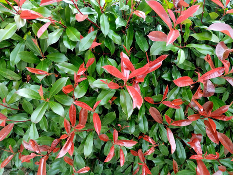 Tropical Beauty: The Olean Syzygium Bush