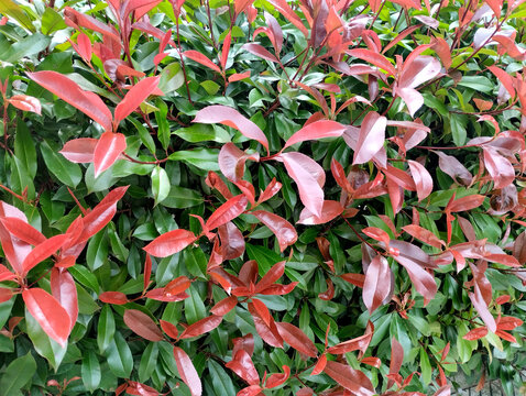 Vibrant Foliage: Exploring the Photinia Red Robin