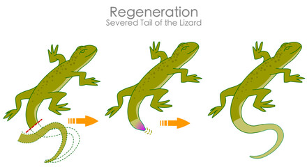 Regeneration, lizard tail cut, severed for defense mechanism. After autotomy. Grows back limb, change tail. Vector illustrator