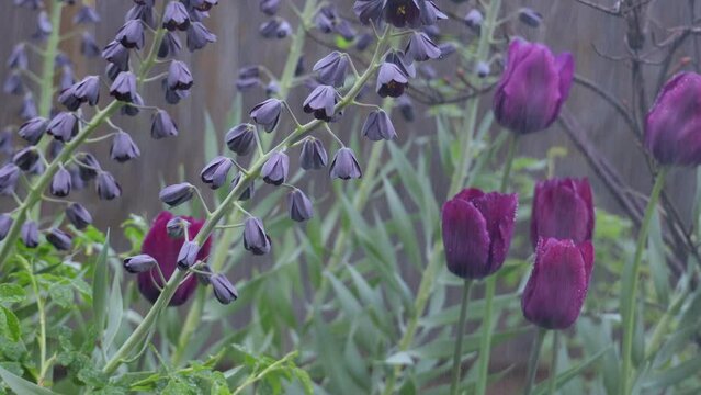 futage spring flowers in the garden in the rain