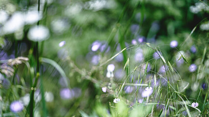 von blumen insekten und wolken