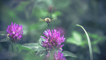 von blumen insekten und wolken