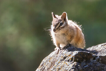 A least chipmunk (Neotamias minimus) in backlighting on a rock.  Photographed in Lassen County California, USA