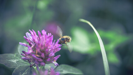 von blumen insekten und wolken