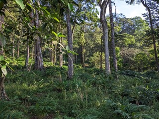 A serene forest scene, with tall trees reaching up towards the sky.