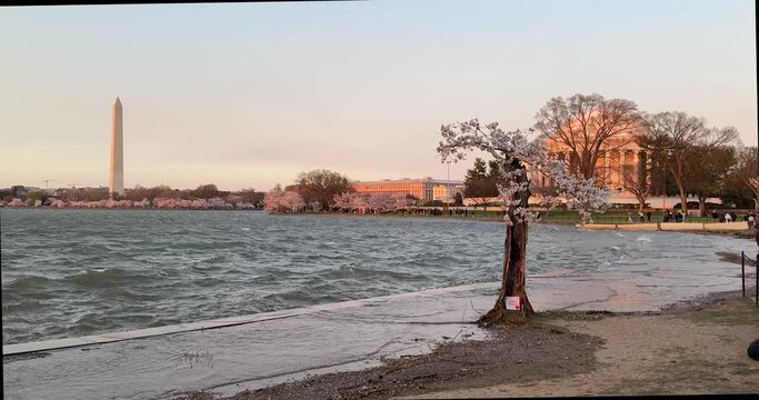 Sunset at Stumpy, the viral cherry blossom tree at the tidal basin in Washington DC