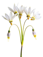 Naklejka premium Dodecatheon only arching leaves white background. AI GENERTAED