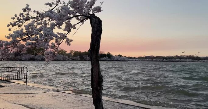 Stumpy at the flooded tidal basin, in high tide water in Washington DC. Repairs to the seawall will fix the flooding issue. Cherry blossom season at sunrise
