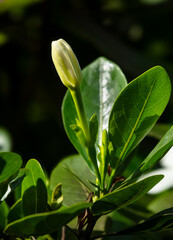Fleur bouton du Tiare Tahiti 