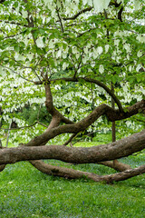 Taschentuchbaum