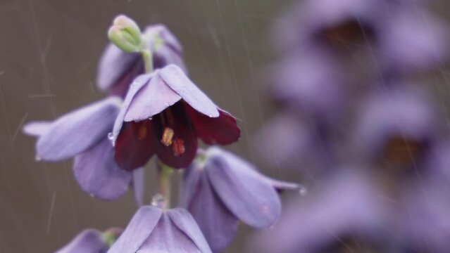 futage spring flowers in the garden in the rain