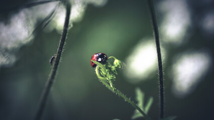 von blumen insekten und wolken