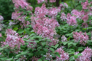 Fototapeta premium Blooming fragrant branch of lilac flower in garden. Bush syringa pubescens of shrubs family oleaceae. Florescence of fluffy lilac in spring. Inflorescence of purple flowers on background green leaves.