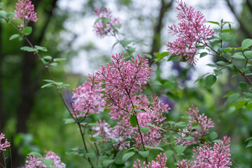Blooming fragrant branch of lilac flower in garden. Bush syringa pubescens of shrubs family oleaceae. Florescence of fluffy lilac in spring. Inflorescence of purple flowers on background green leaves.