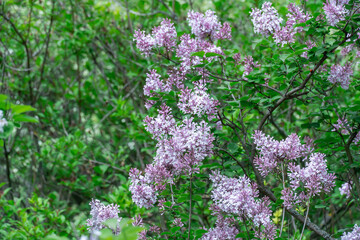 Obraz premium Blooming fragrant branch of lilac flower in garden. Bush syringa pubescens of shrubs family oleaceae. Florescence of fluffy lilac in spring. Inflorescence of purple flowers on background green leaves.