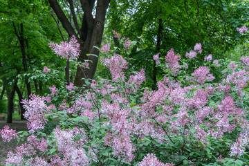 Blooming fragrant branch of lilac flower in garden. Bush syringa pubescens of shrubs family oleaceae. Florescence of fluffy lilac in spring. Inflorescence of purple flowers on background green leaves.