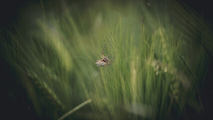 von blumen insekten und wolken