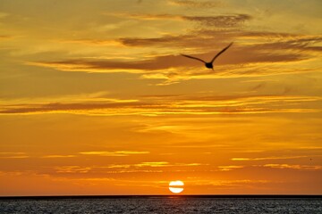 Fototapeta premium Vogel fliegt in Sonnenuntergang