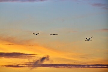 Fototapeta premium Flamingos fliegen bei Sonnenuntergang