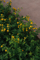 Garden Path Lined with Kerria Japonica in Bloom