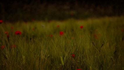 von blumen insekten und wolken