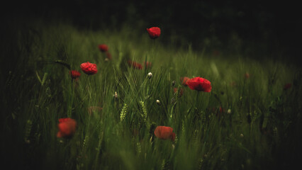 von blumen insekten und wolken