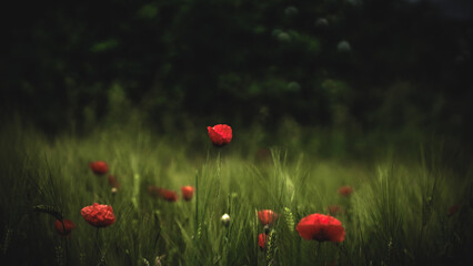 von blumen insekten und wolken