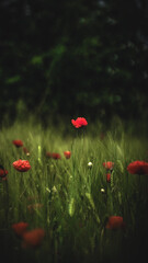 Fototapeta premium von blumen insekten und wolken