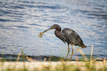 Little Blue Heron with crab in beak standing on shore behind weeds
