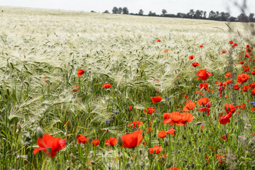 Kornfeld mit Mohn