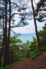 beautiful sea view from a high cliff, pine grove