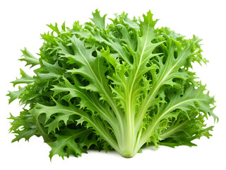  Fresh green leaves of endive frisee chicory salad isolated on white background. AI GENERATED