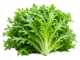  Fresh green leaves of endive frisee chicory salad isolated on white background. AI GENERATED
