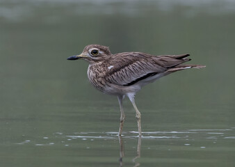 Senegal Thick knee on green water backdrop