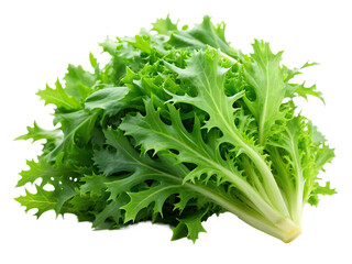  Fresh green leaves of endive frisee chicory salad isolated on white background. AI GENERATED