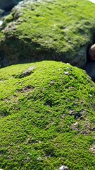 moss on stone on beach