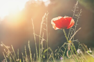 Beautiful smooth summer background with poppy flower
