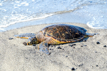 Schildkröte am Strand, Küste von Hawaii, Insel Kauai 