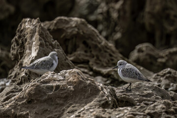 Two Sanderlings Resting on Rocky Shoreline