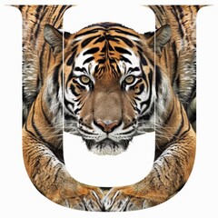 Obraz premium Alphabet Art Letter U with a Tiger Portrait