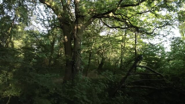Immerse yourself in the captivating beauty of nature with our 4K nature walk video. Join us on a tranquil journey through a lush forest, where towering trees create a majestic canopy and dapp led