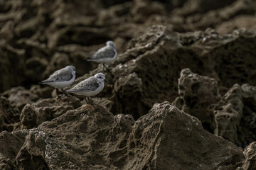 Trio of Sanderlings Resting on Rocky Shore