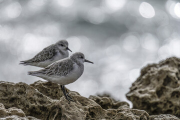 Two Sanderlings Resting on Rocky Shoreline