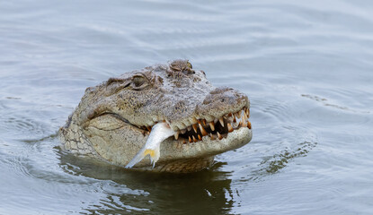 Crocodile with fish dinner