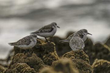Four Sanderlings on Rocky Coastal Terrain