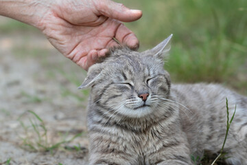 Obraz premium Man and cat.Concept human animal friendship. Cat get caress from owner. Owner loves pet.