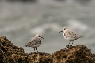Two Sanderlings Resting on Rocky Shoreline