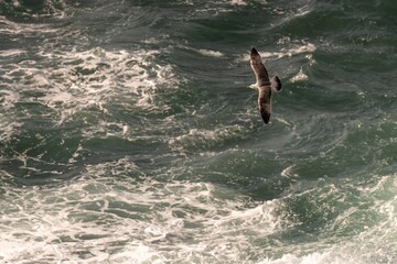 Seagull Soaring Over Turbulent Ocean Waves